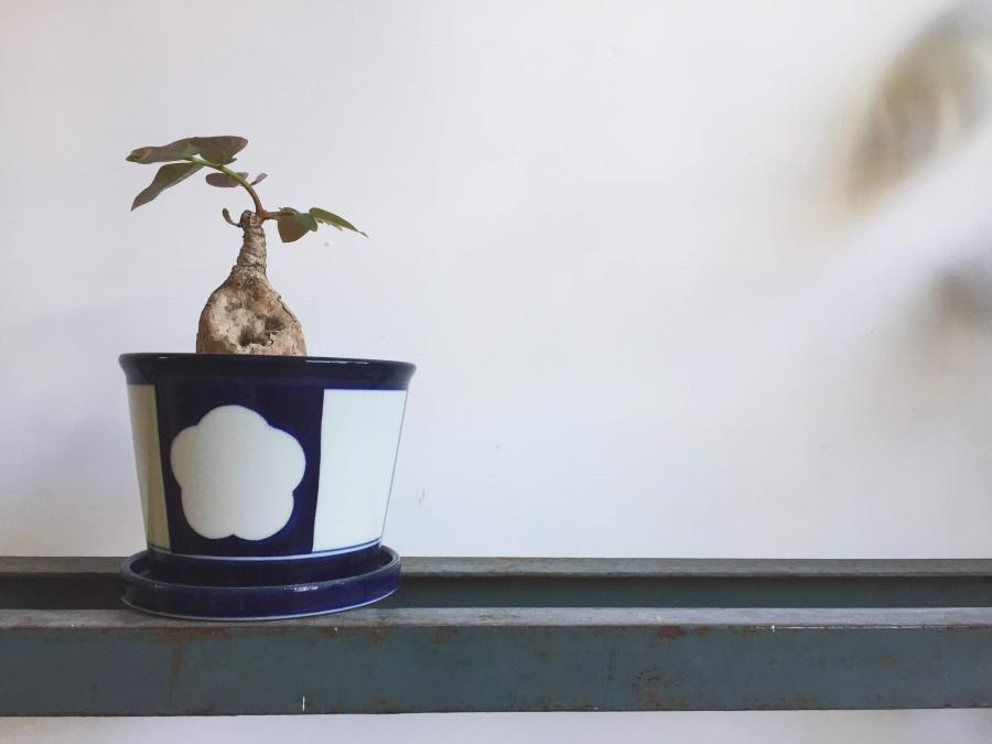 【XIAOQI PLANTS】植物小教室－隨著光線起舞 奇異油柑 Phyllanthus mirabilis
