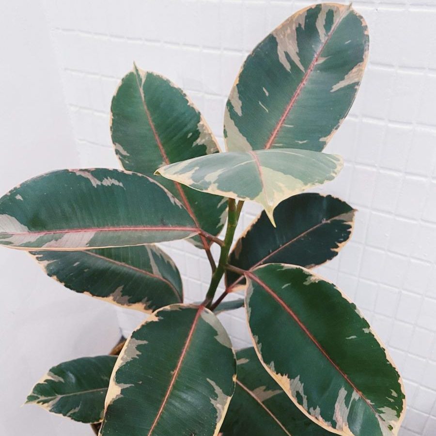 【Xiaoqi Plants】植物小教室－溫柔的迷彩色－斑葉橡膠樹 Ficus elastica ‘Ruby’